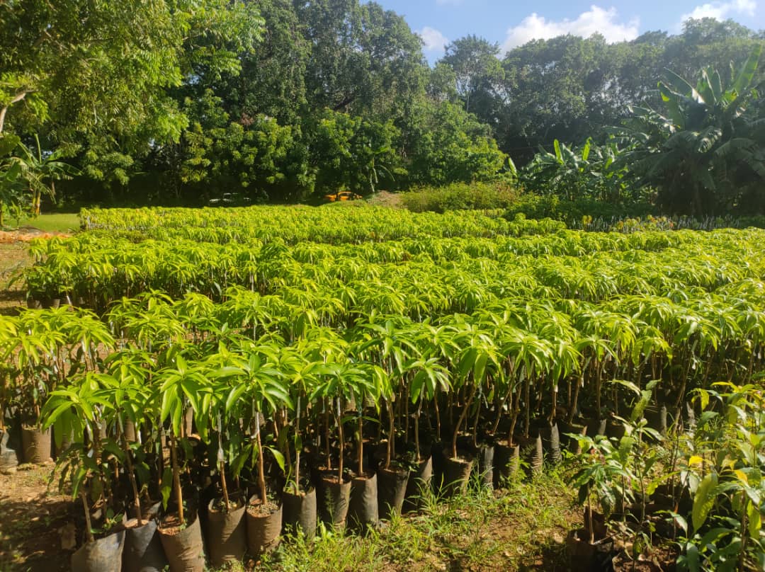 Posturas de guayaba